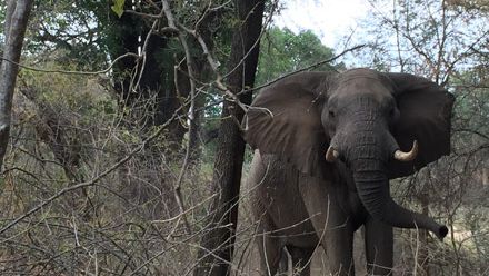 erfahrungsberichte-suedafrika-fgl1-rangerausbildung-kundenfotos-elefant-natucate