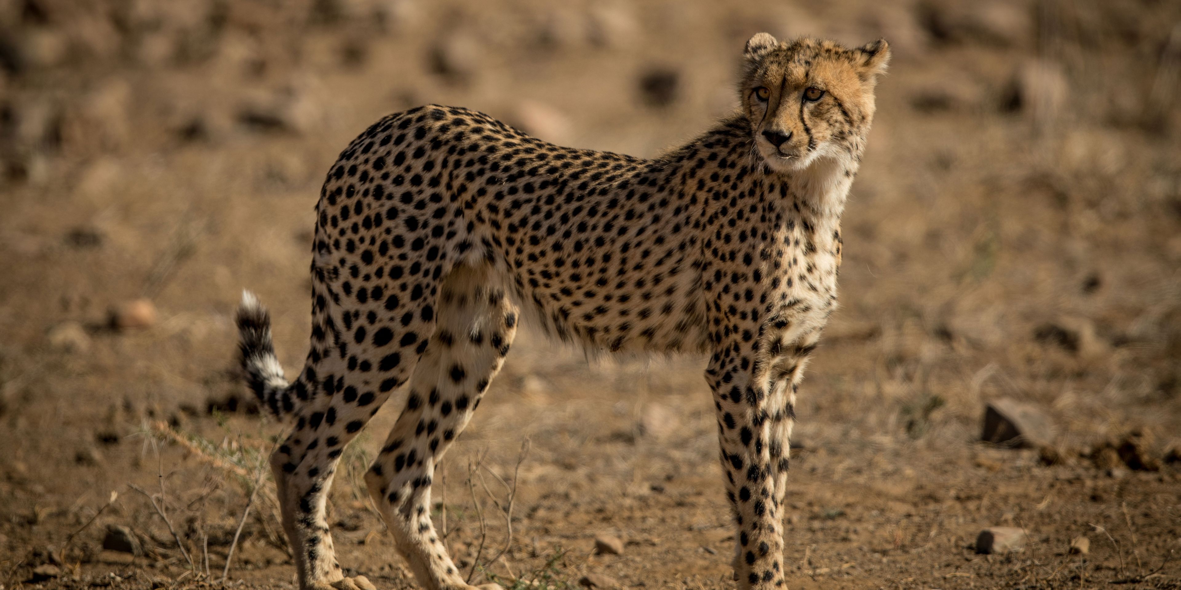 naturkurs-suedafrika-ecotracker-wildlife-monitoring-gepard-natucate