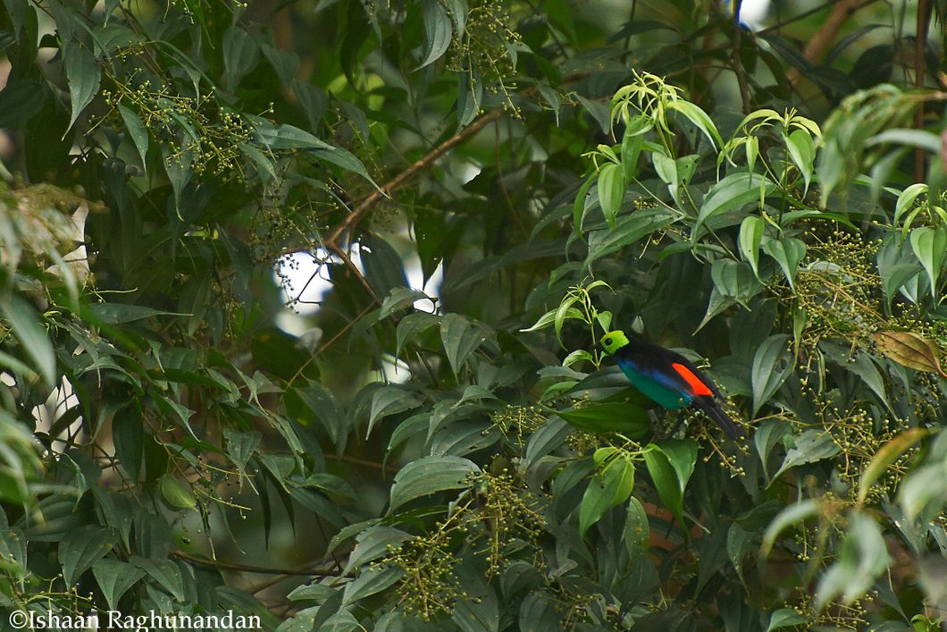 Ein kleiner Vogel sitzt geschuetzt im Gebuesch des peruanischen Regenwaldes