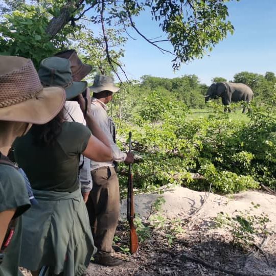 Begegnung mit Elefanten im Field Guide Kurs im Okavango Delta