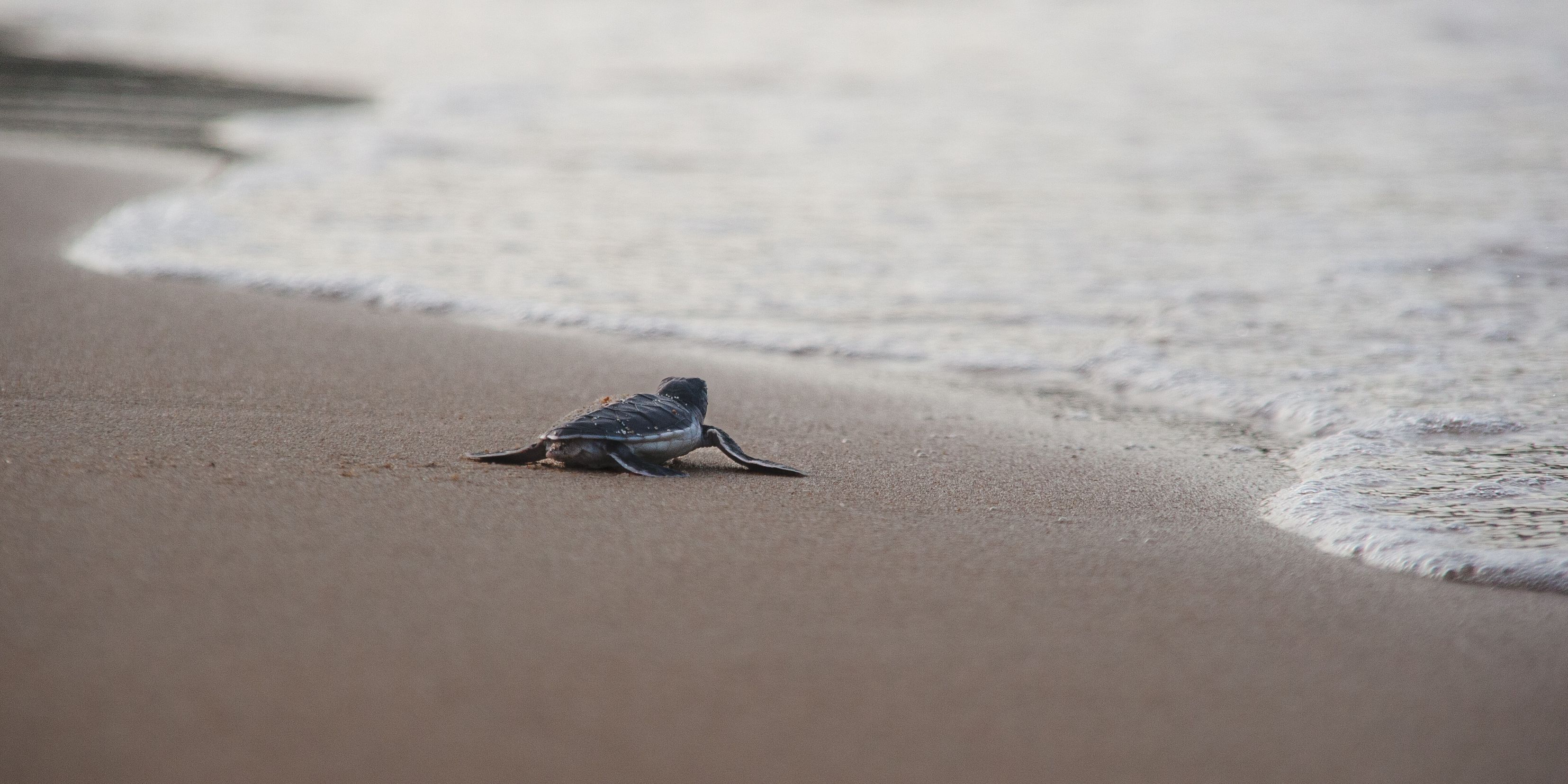 Baby Schildkr&ouml;te am Strand