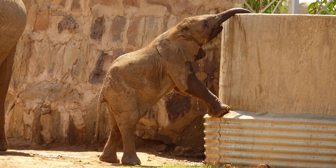 Ein junger Elefant steht an einem Brunnen in Namibias Damaraland und trinkt.