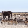 natucate-orte-etosha-nationalpark-namibia