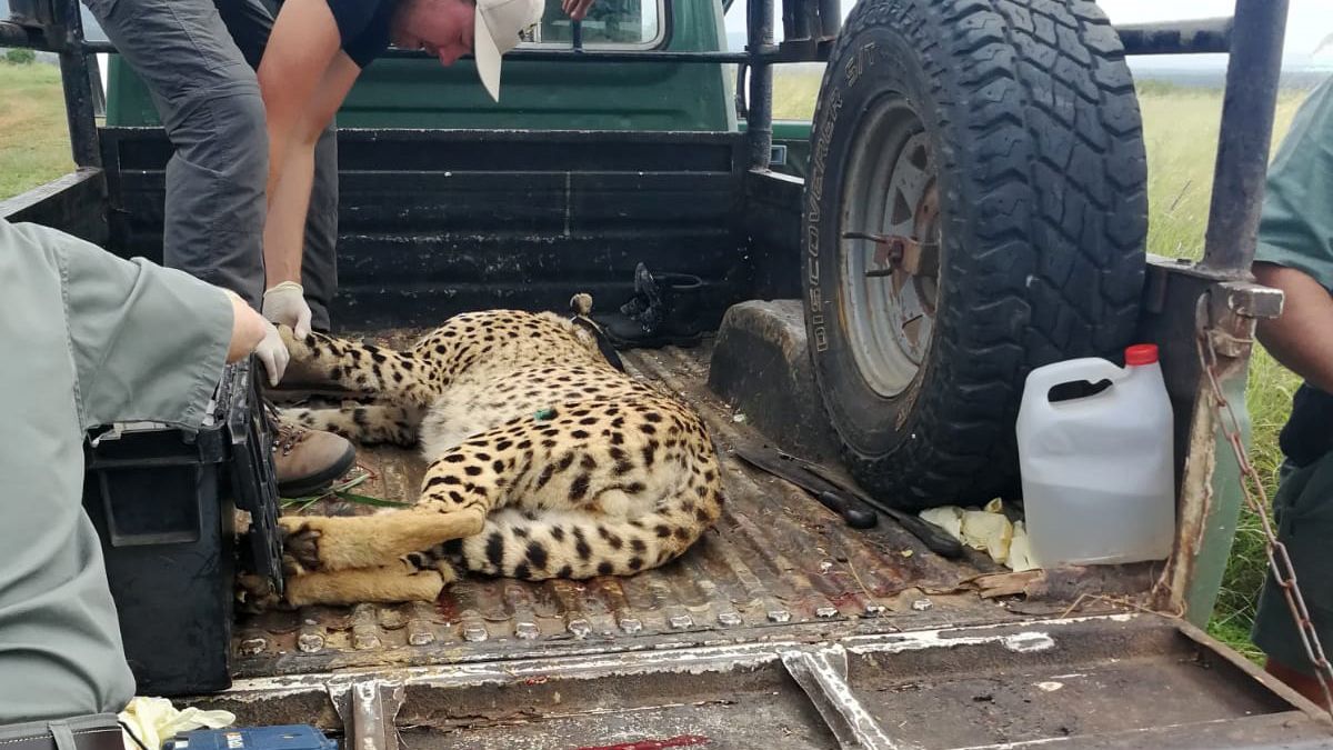 erfahrungsbericht-sabbatical-afrika-julian-freiwilligenarbeit-suedafrika-gepard-schutz-natucate