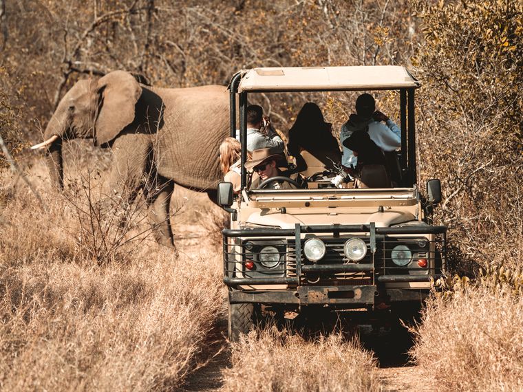 freiwilligenarbeit-suedafrika-siyafunda-wildlife-monitoring-game-drive-natucate