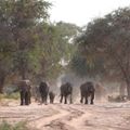 Eine Elefantenherde surchstreift das Damaraland auf der Suche nach Nahrung und Wasser