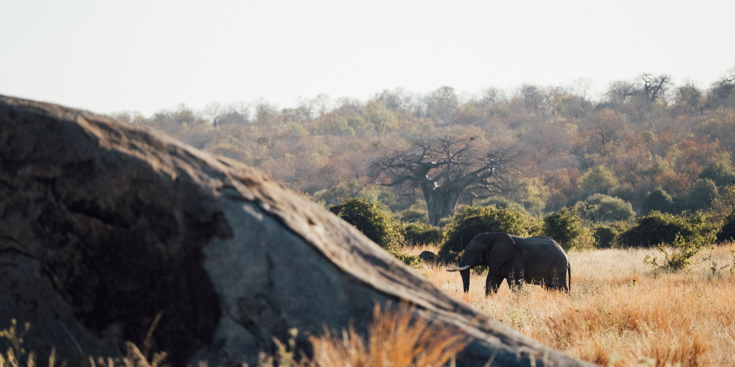 Elephant im afrikanischen Busch