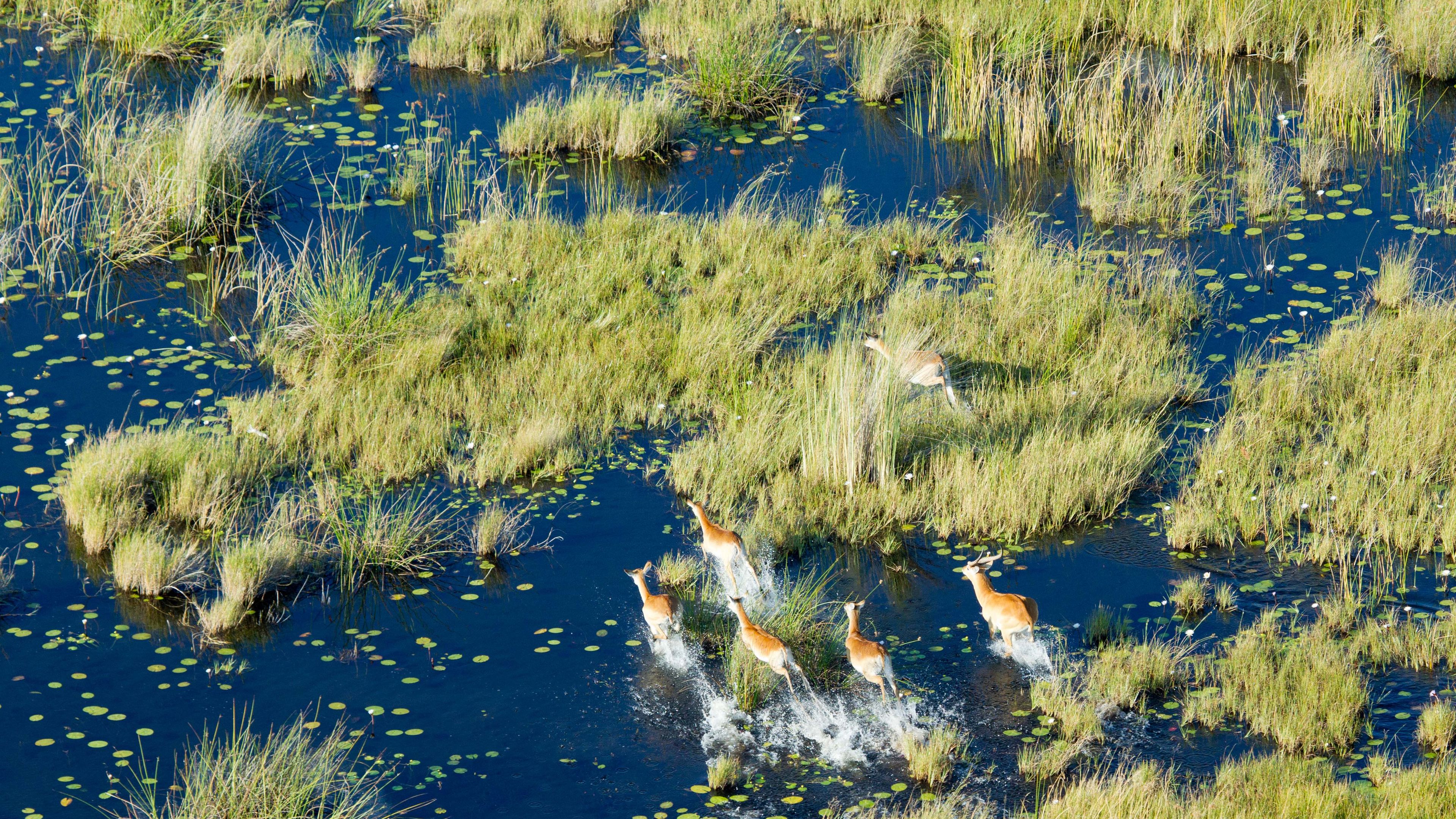 safari-botswana-delta-delights-okavango-delta-antelopes-bird-view