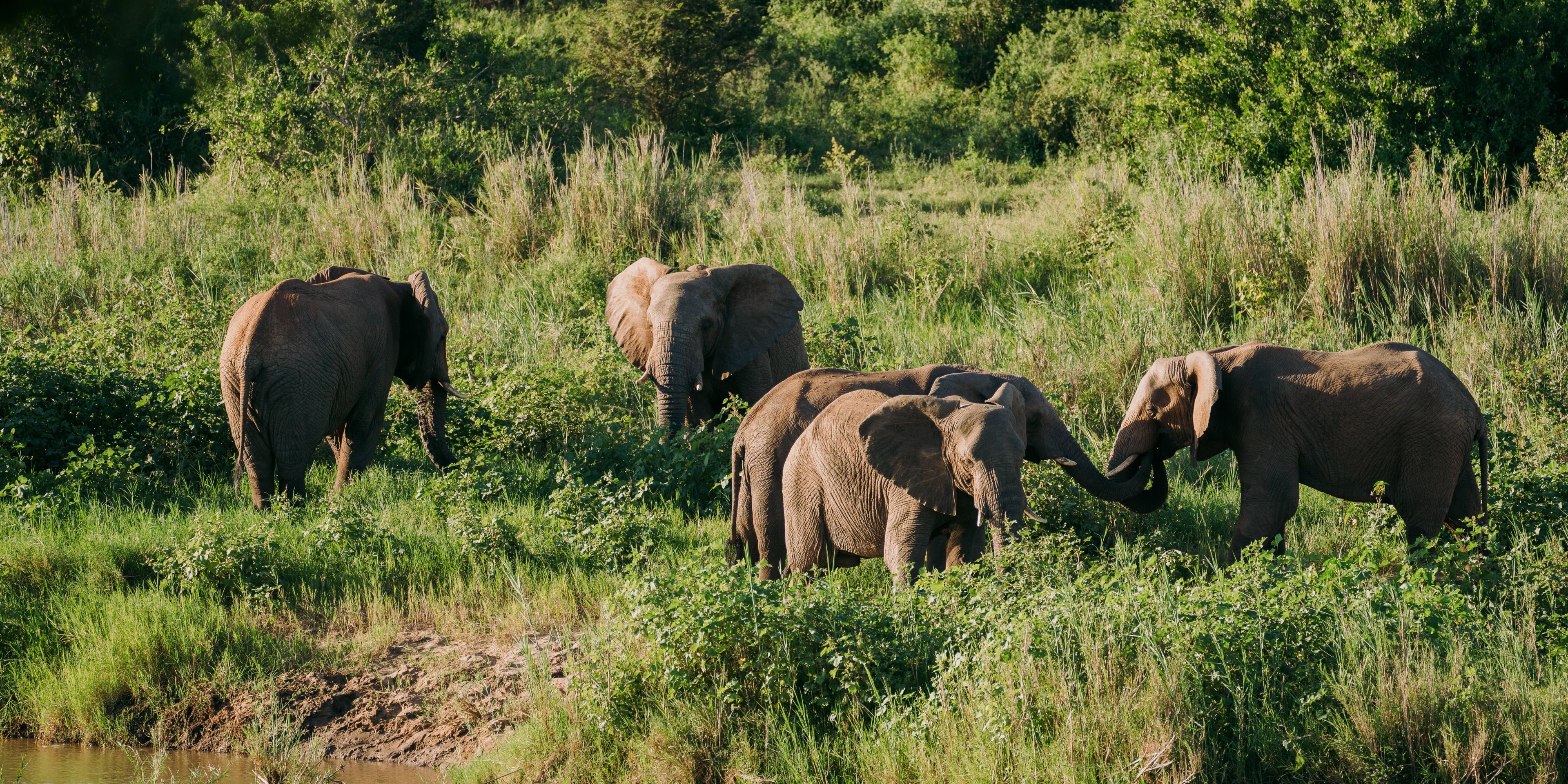 volunteering-zululand-elephants-river-tim-jamboula