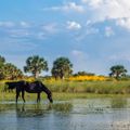 reiseorte-usa-florida-pferd-everglades-natucate