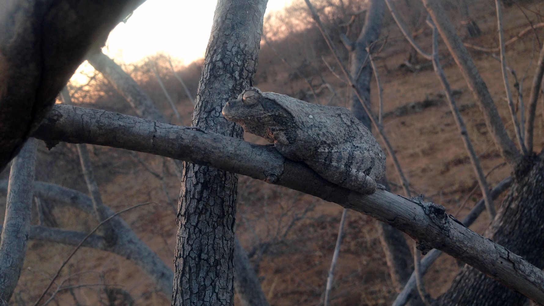 freiwilligenarbeit-suedafrika-erfahrungsbericht-kundenfotos-artenschutz-frosch-natucate