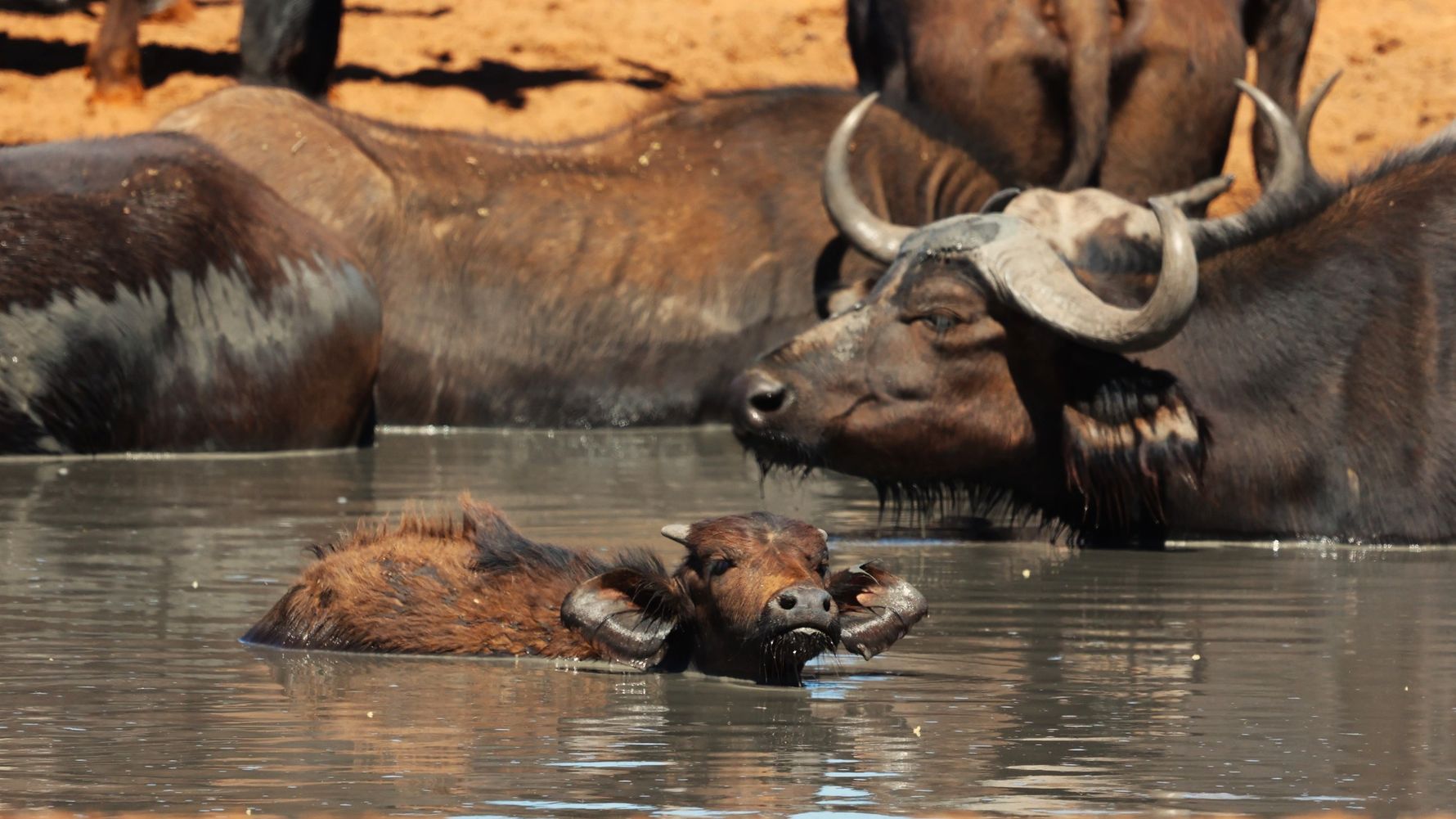 natucate-blog-review-james-kalahari-young-wildbeets