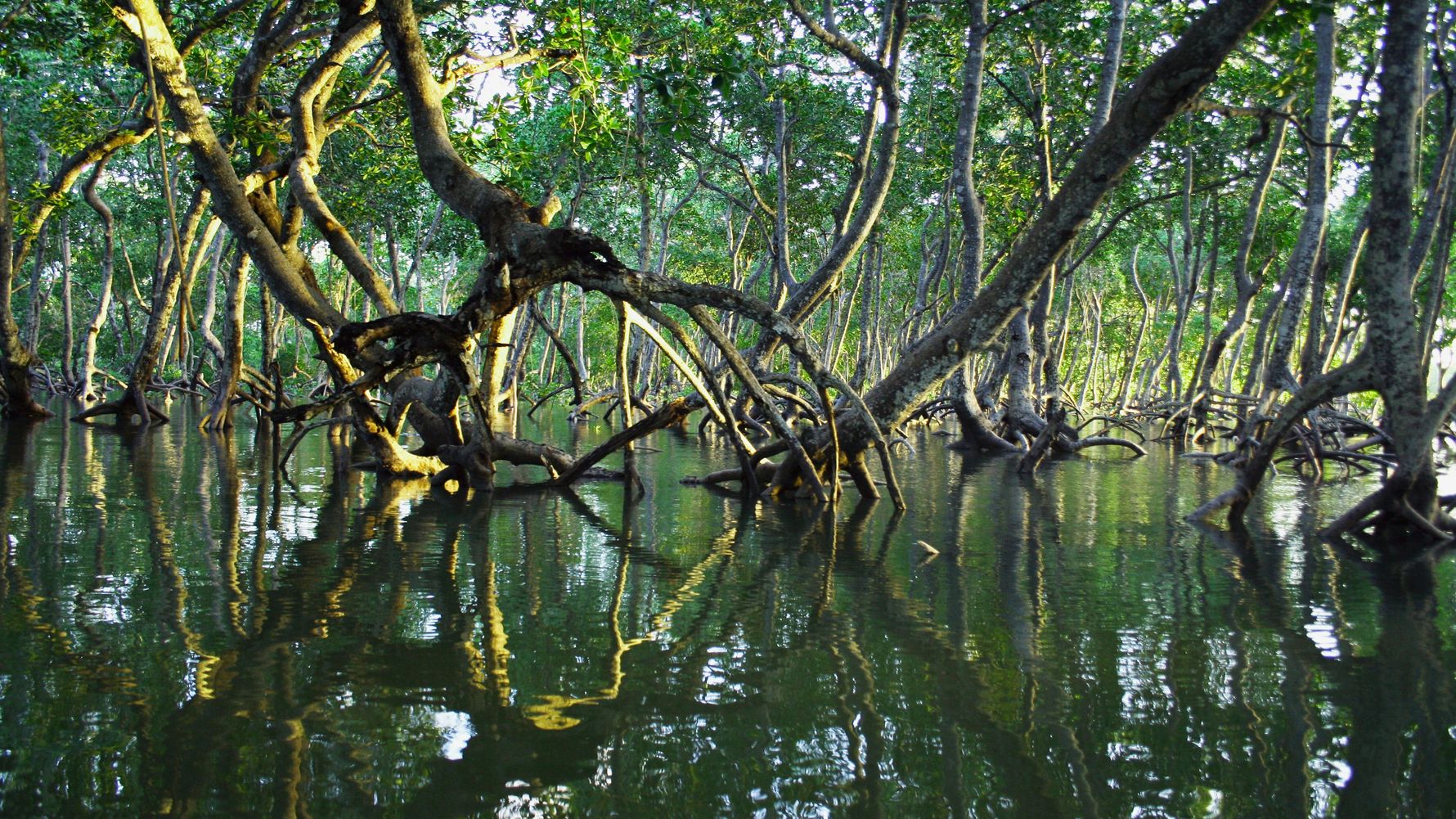 Mangrove forest
