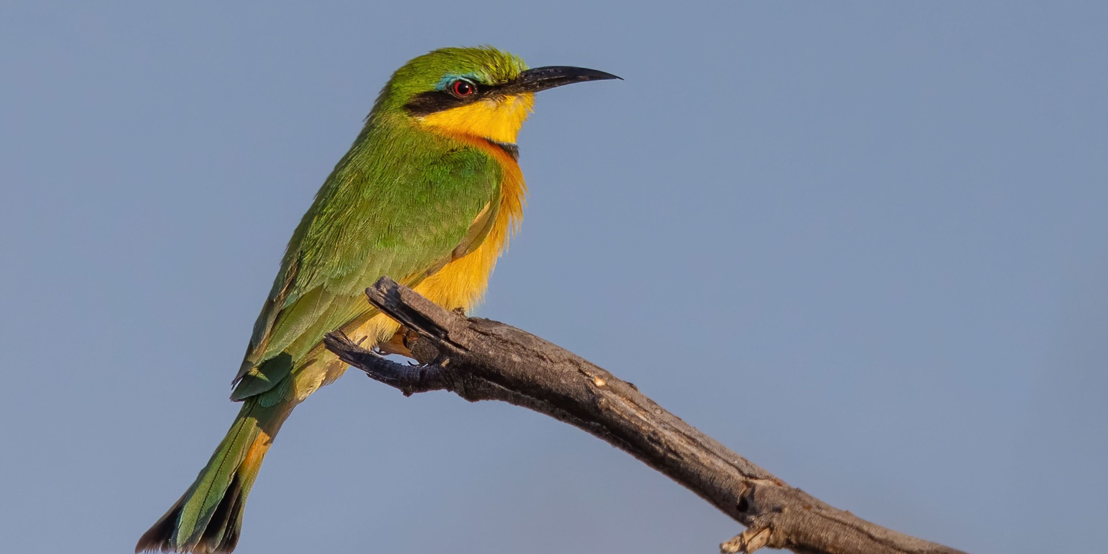 Bee Eater on branch