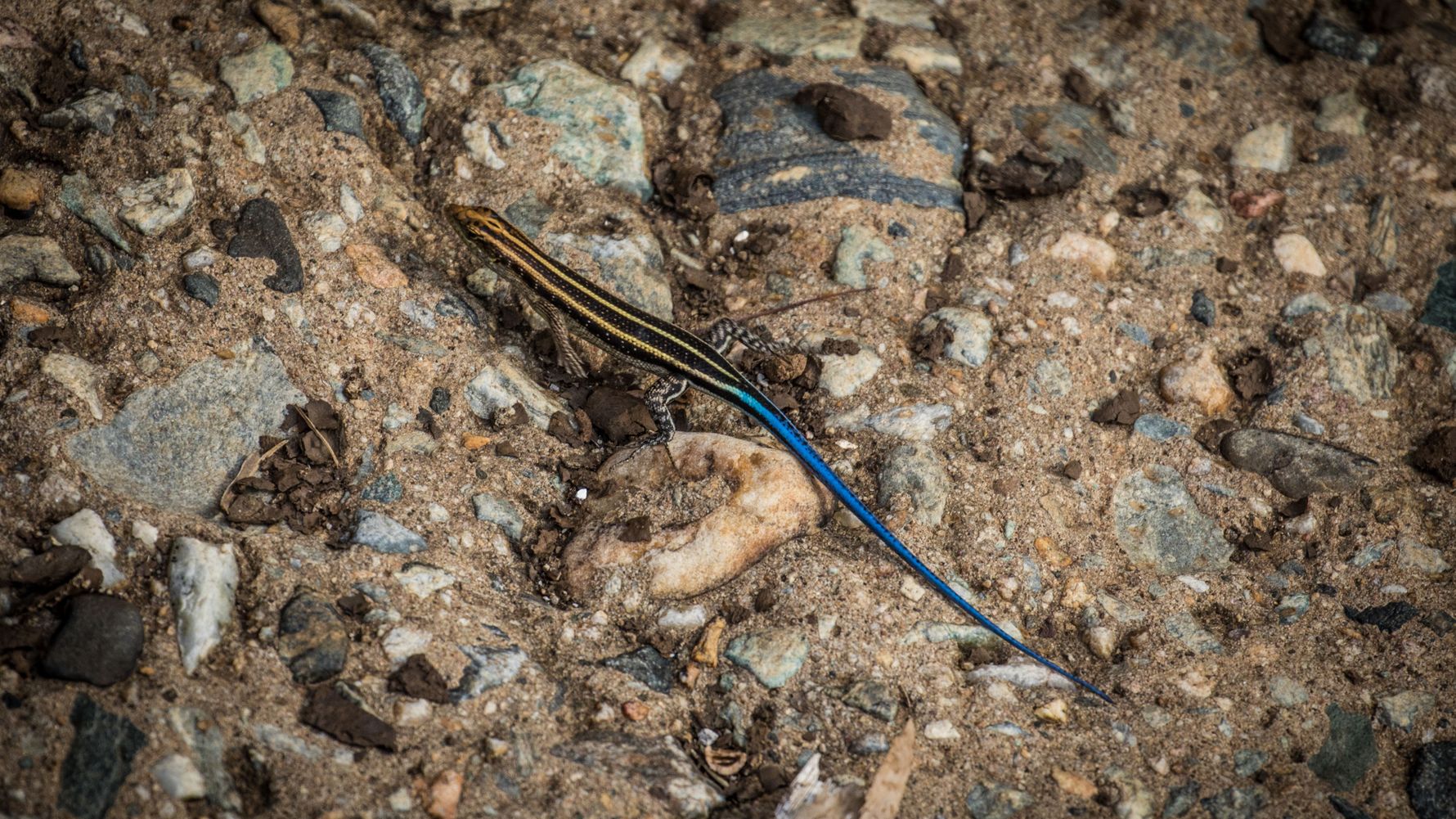 Field-Guide-Ausbildung: Eine Zwerg-Schildechse auf dem Boden