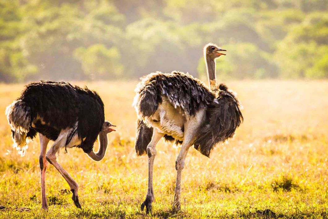 Zwei Strausse in der Steppe der Masai Mara