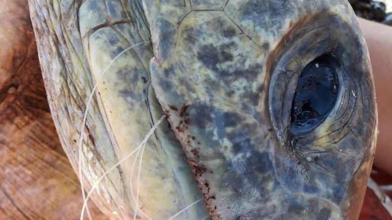 artenschutz-schildkroete-verletzung-costa-rica-blog-natucate