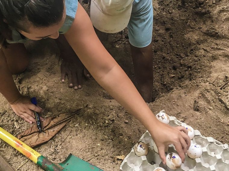 Ein Schildkroetennest voll mit markierten Eiern