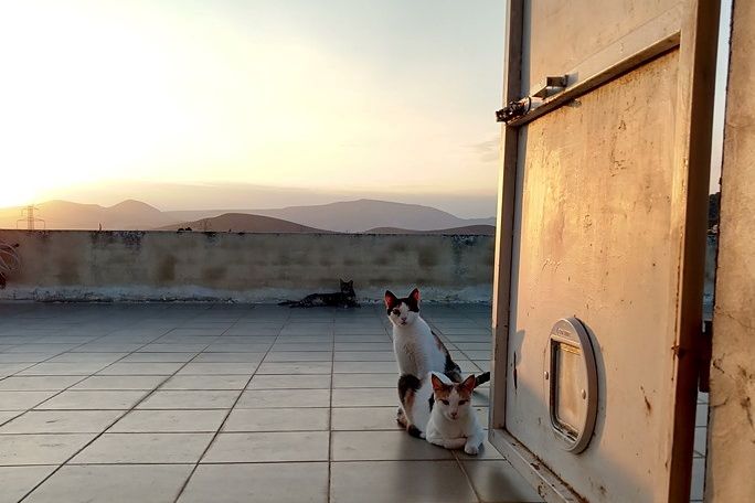 freiwilligenarbeit-griechenland-tierschutz-dachterrasse-katzenschutz