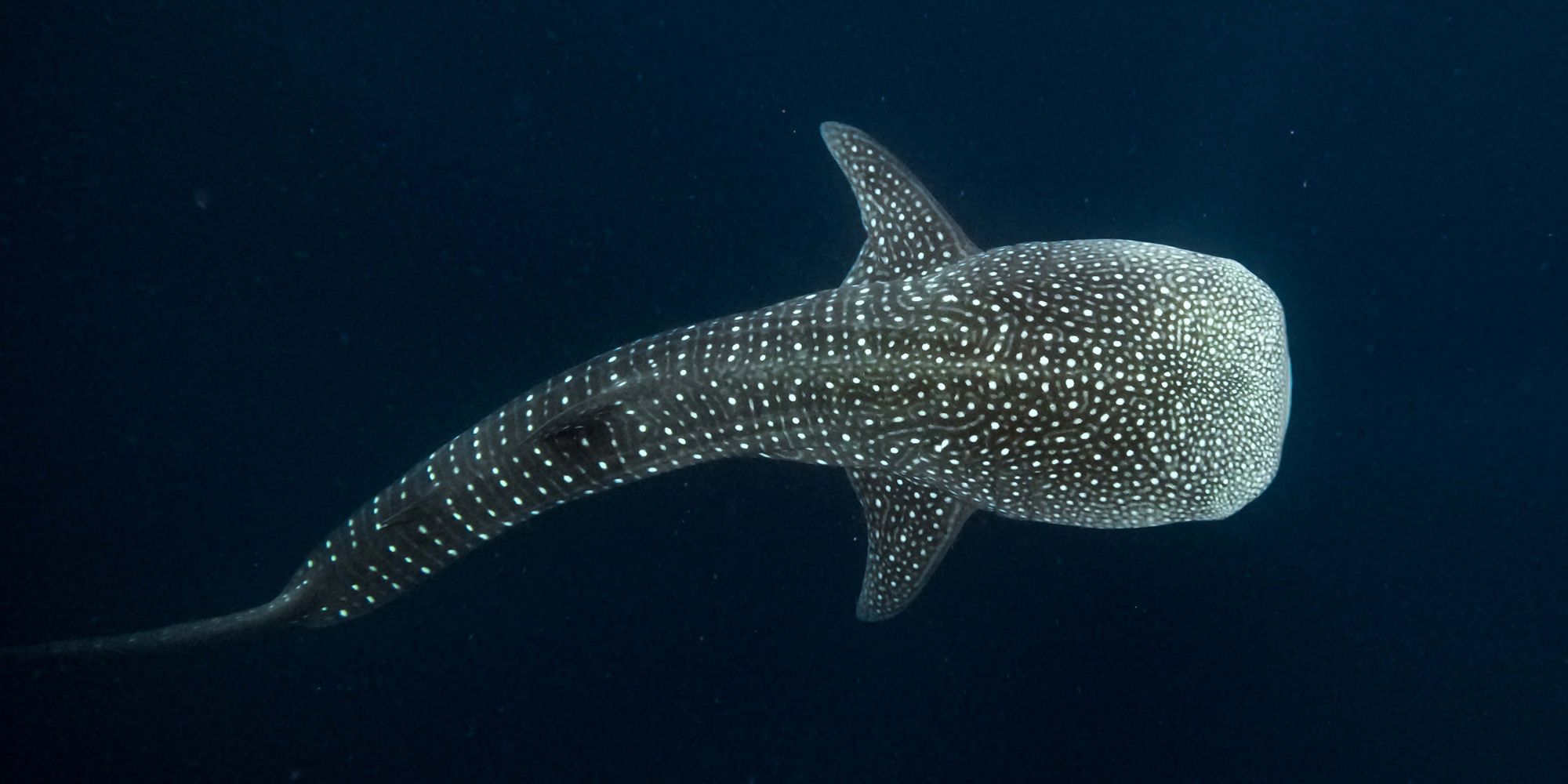 freiwilligenarbeit-malediven-asien-walhaischutz-walhai-natucate