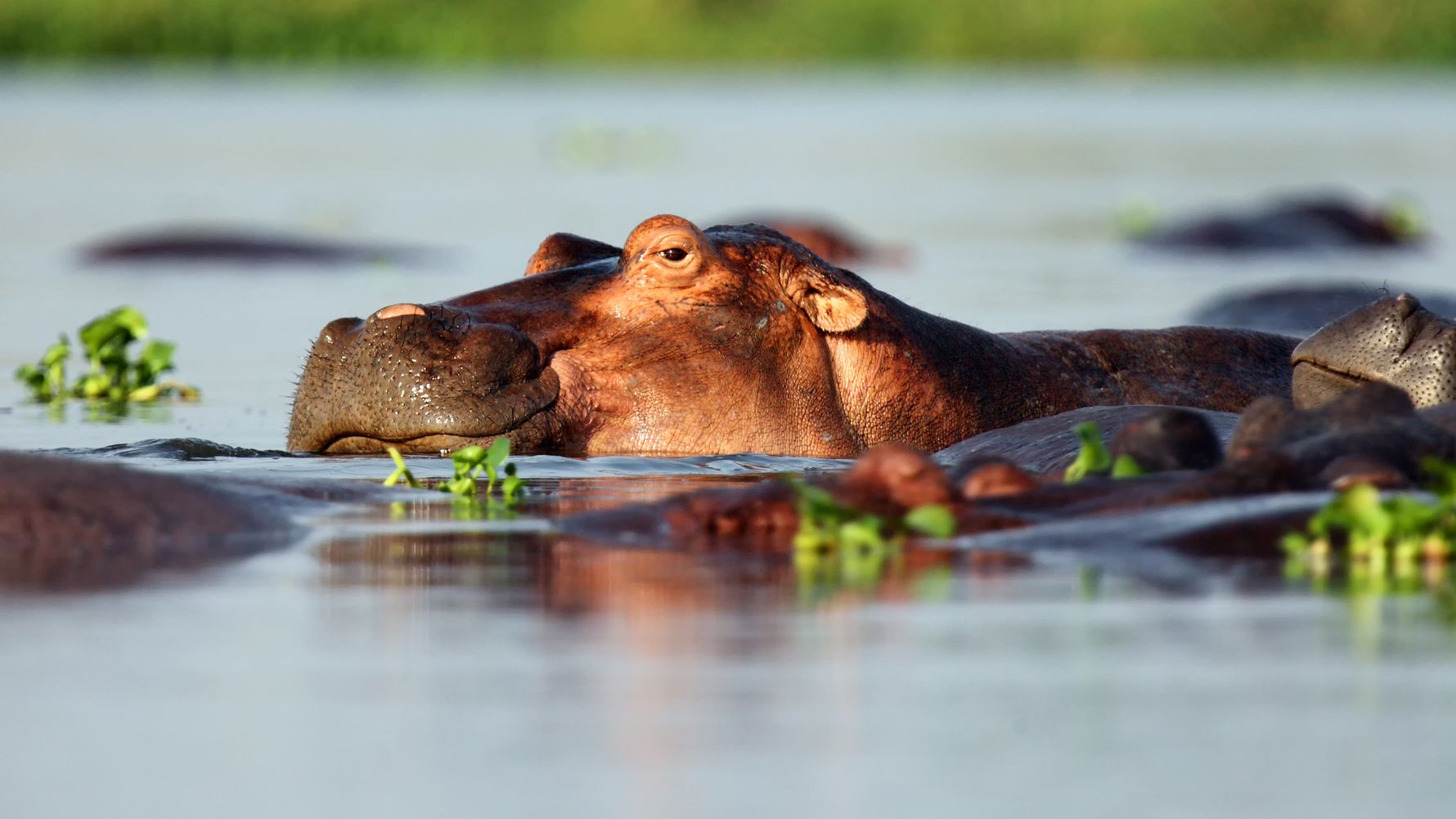 uganda-laenderinformation-hippo