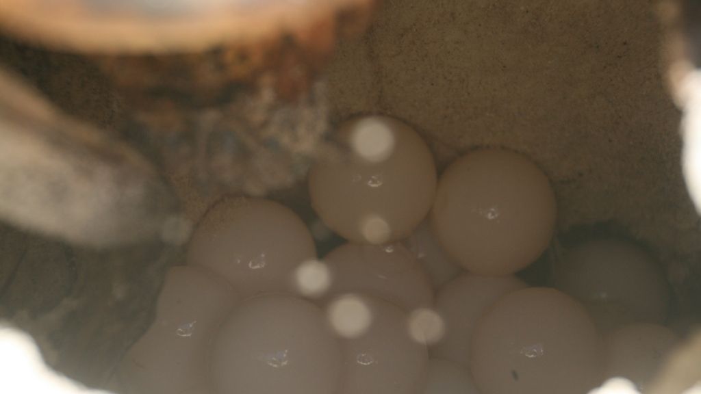 freiwilligenarbeit-seychellen-erfahrungsbericht-artenschutz-kundenfotos-eier-natucate