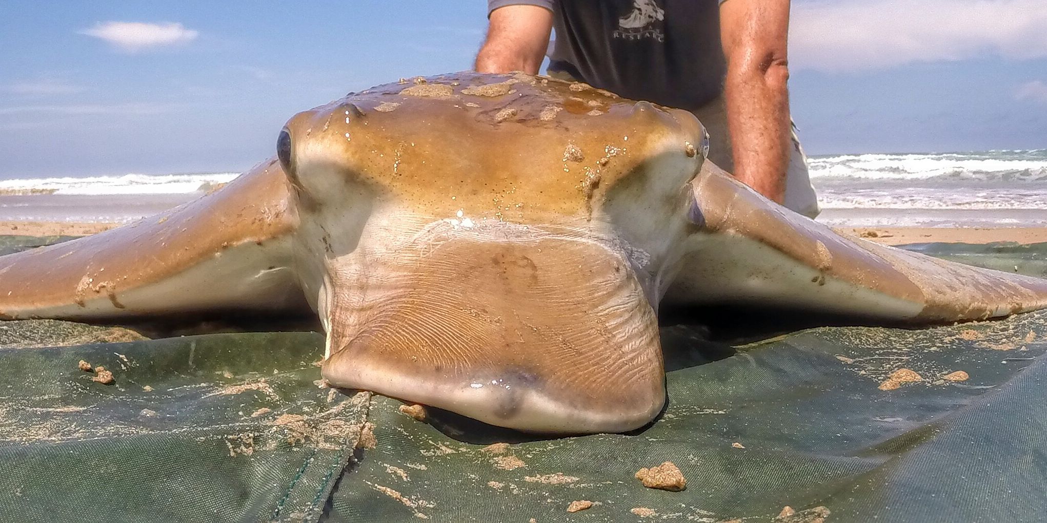 Praktikant mit Meeressaeuger in Suedafrika