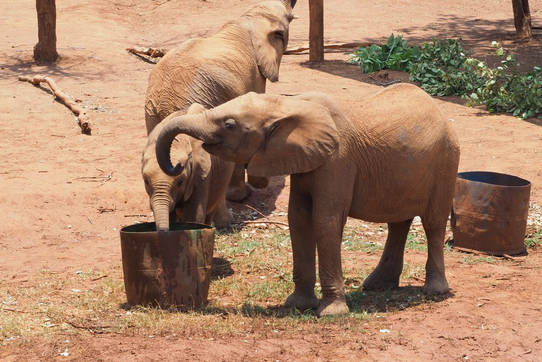 Junger Elefant trinkt auf dem Gelaende des Artenschutzprojekts in Lusaka