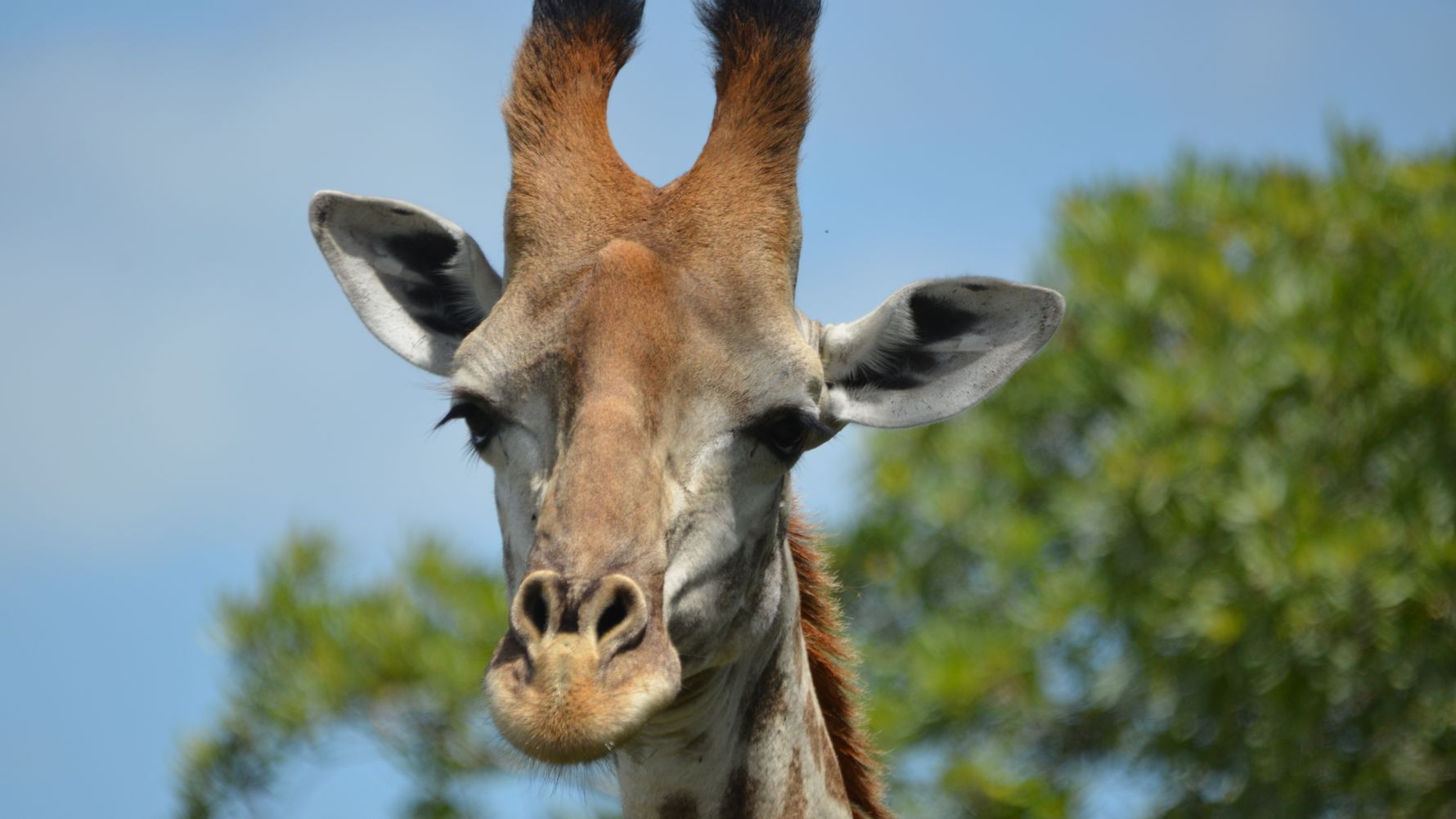 freiwilligenarbeit-natucate-suedafrika-giraffenkopf