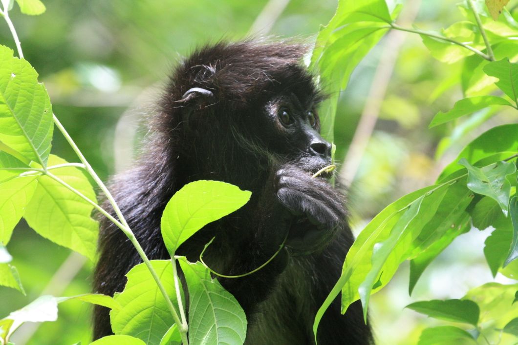 reisen-freiwilligendienst-guatemala-wildtierschutz-affe-nahaufnahme