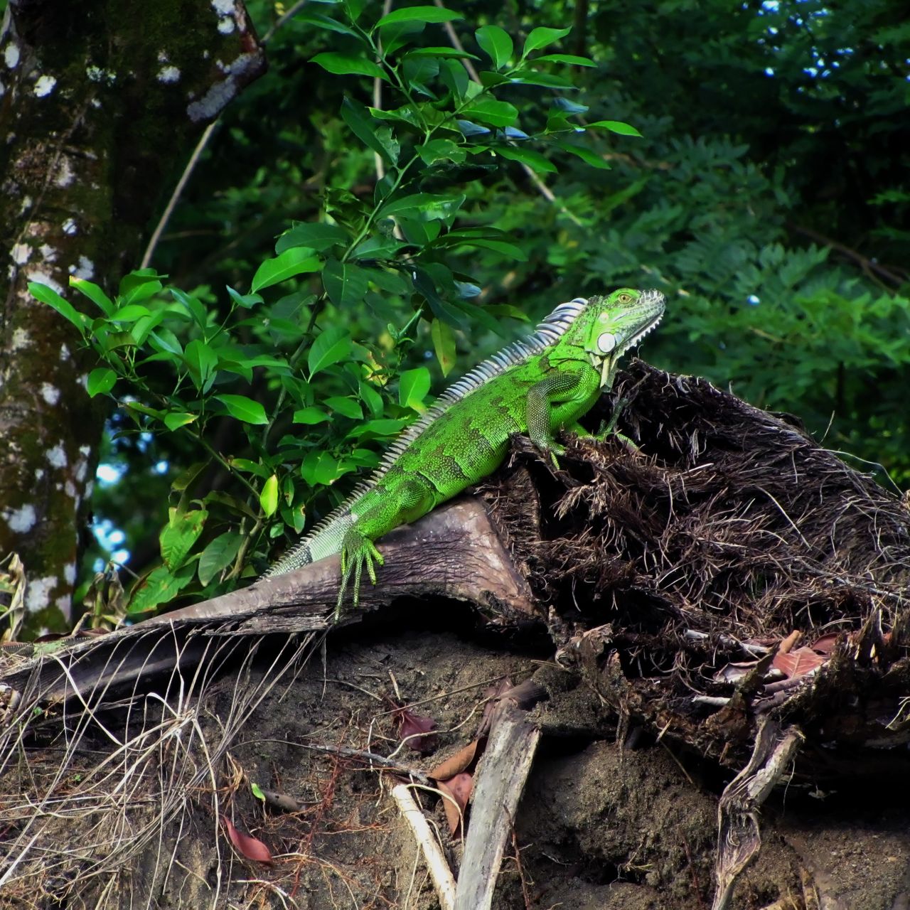 erfahrungsberichte-freiwilligenarbeit-costa-rica-schildkroetenschutz-stefanie-leguan-netucate