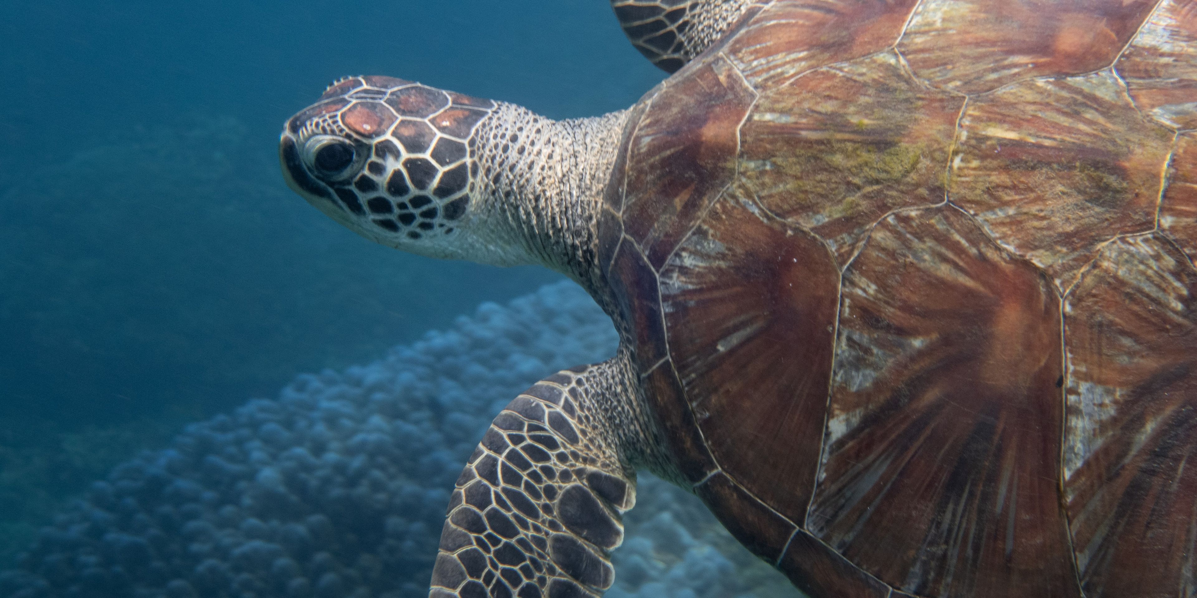 Sea turtle swimming