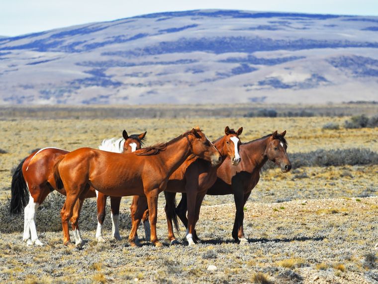 gefaehrdete-mustangs