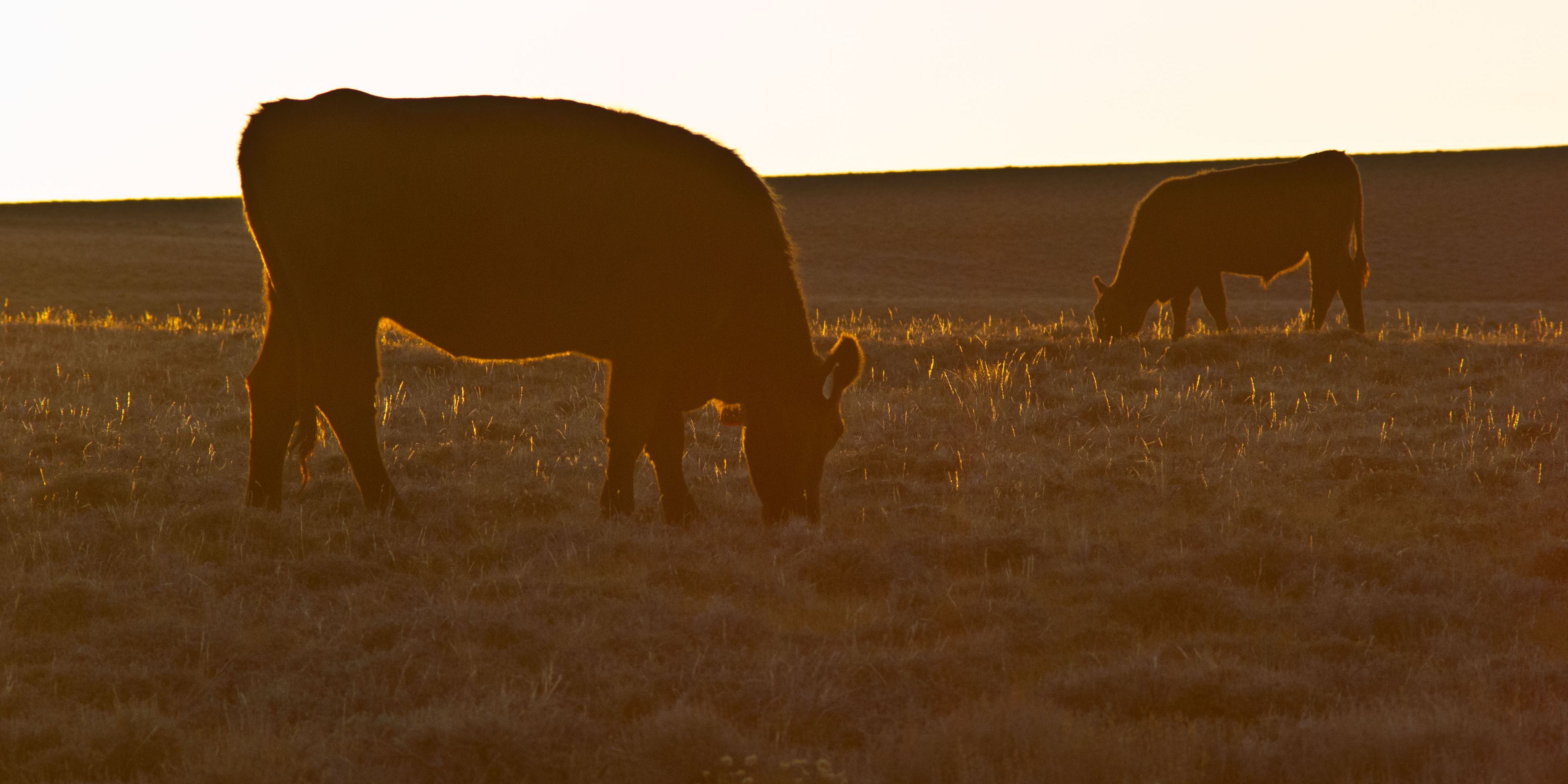 Farm Praktikum: Eine Farm in den leuchtenden Farben des Herbstes.