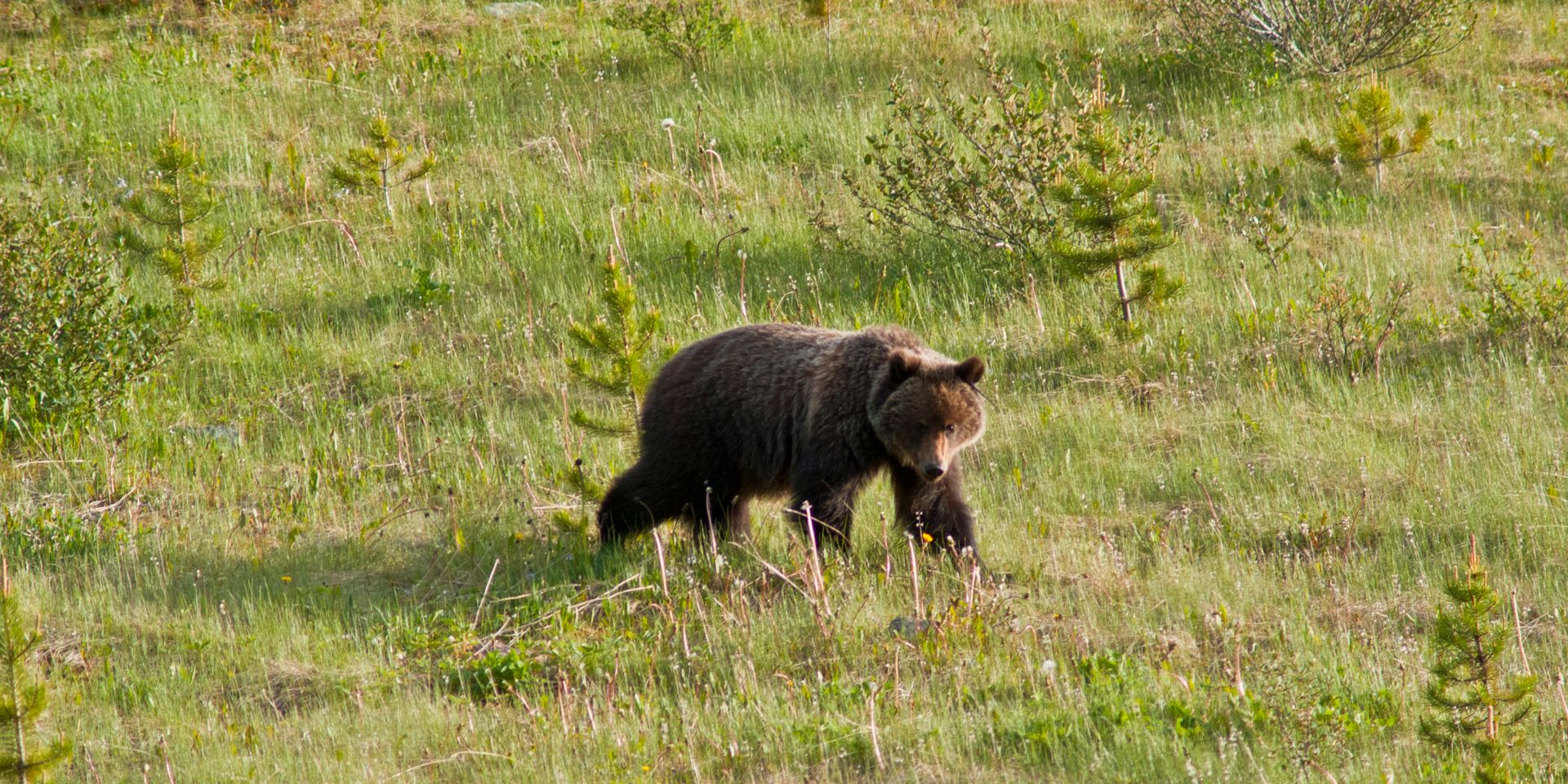natur-und-rangerkurse-kanada-nordamerika-bushcraft-survival-advanced-baer-natucate