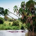 gabon-country-information-loango-national-park-hippo