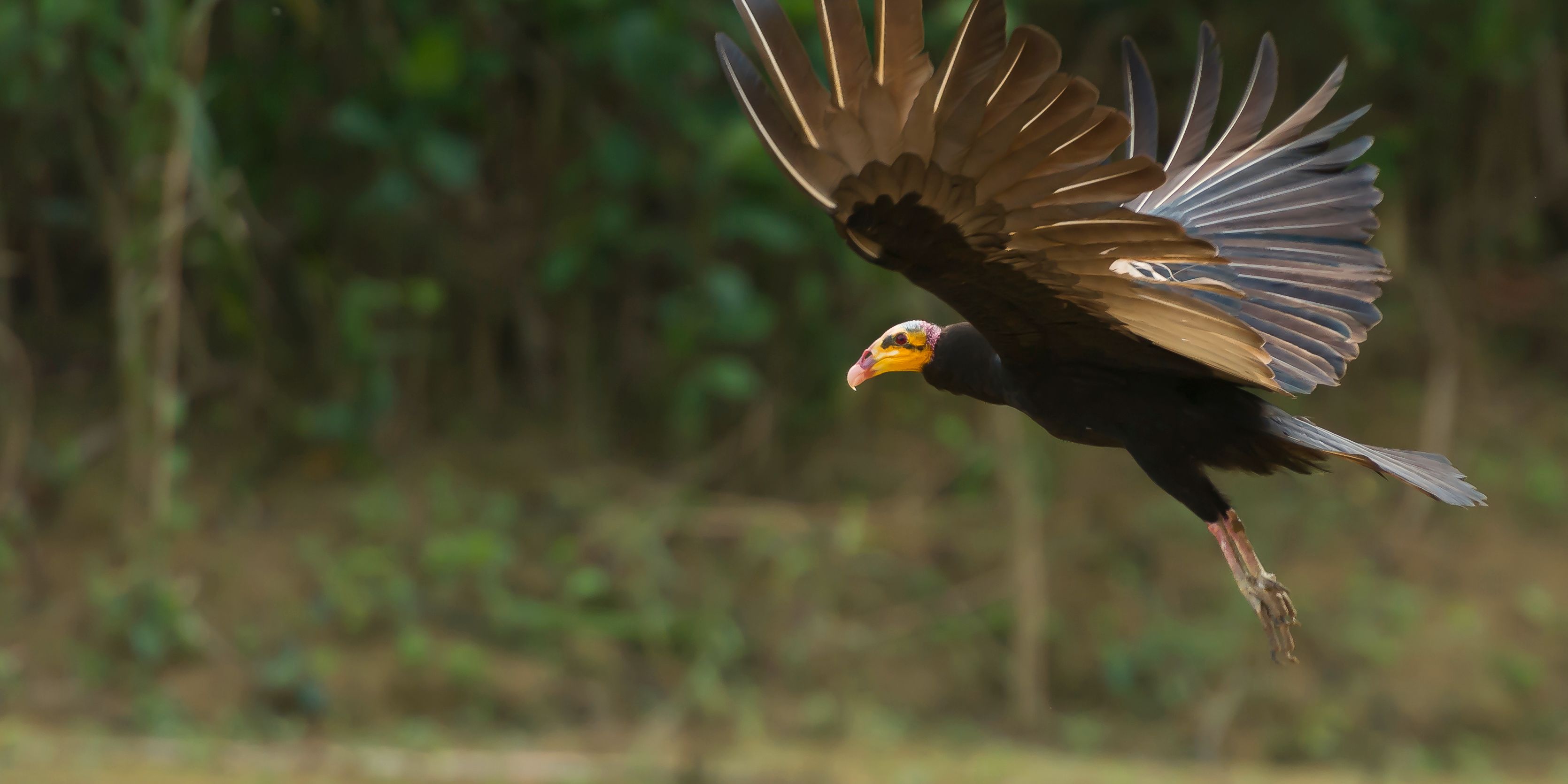 Ein Grosser Gelbkopfgeier waehrend des Fluges im Amazonas-Regenwald