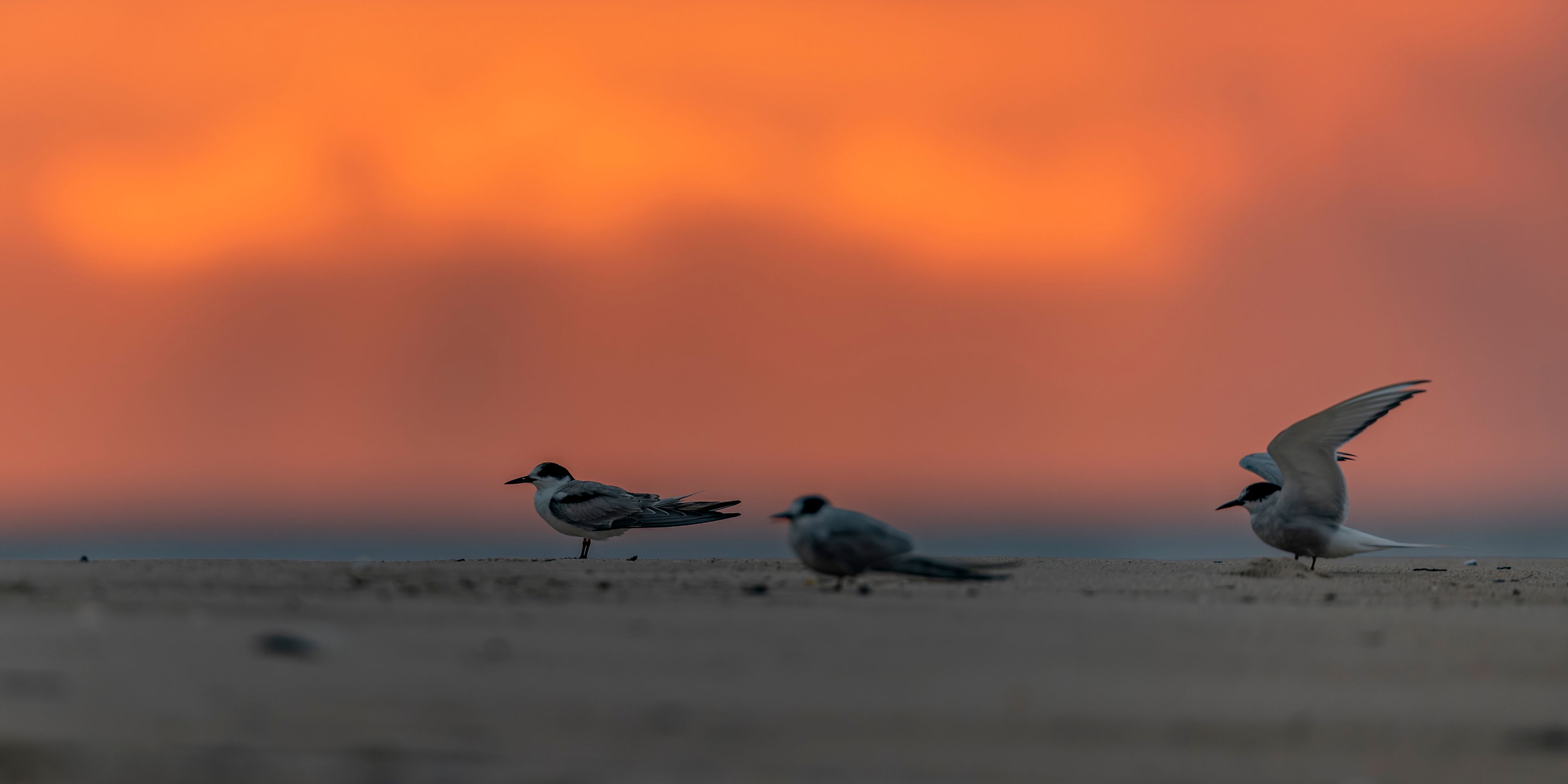 natucate-nature-travel-gabon-wilderness-trails-sunset-bird