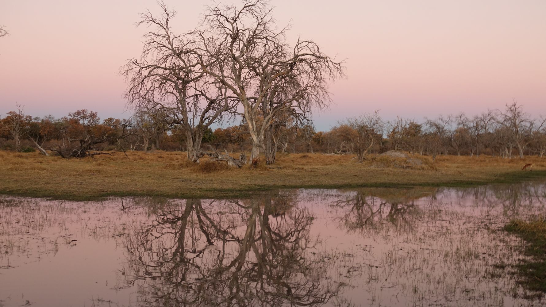 blog-ratgeber-botswana-chief-s-island-baum-spiegelung-natucate
