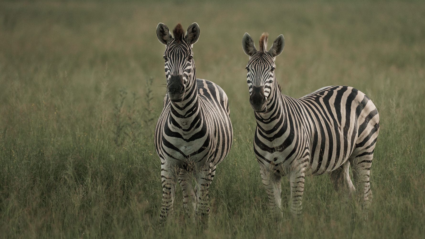 Zebras