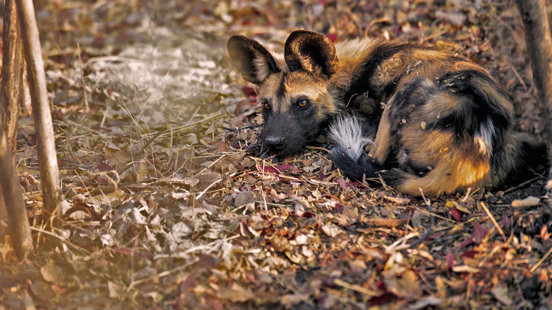 Aufnahme eines Wildhunds in KwaZulu-Natal, der auf dem Blaetterboden des suedafrikanischen Buschs liegt und entspannt