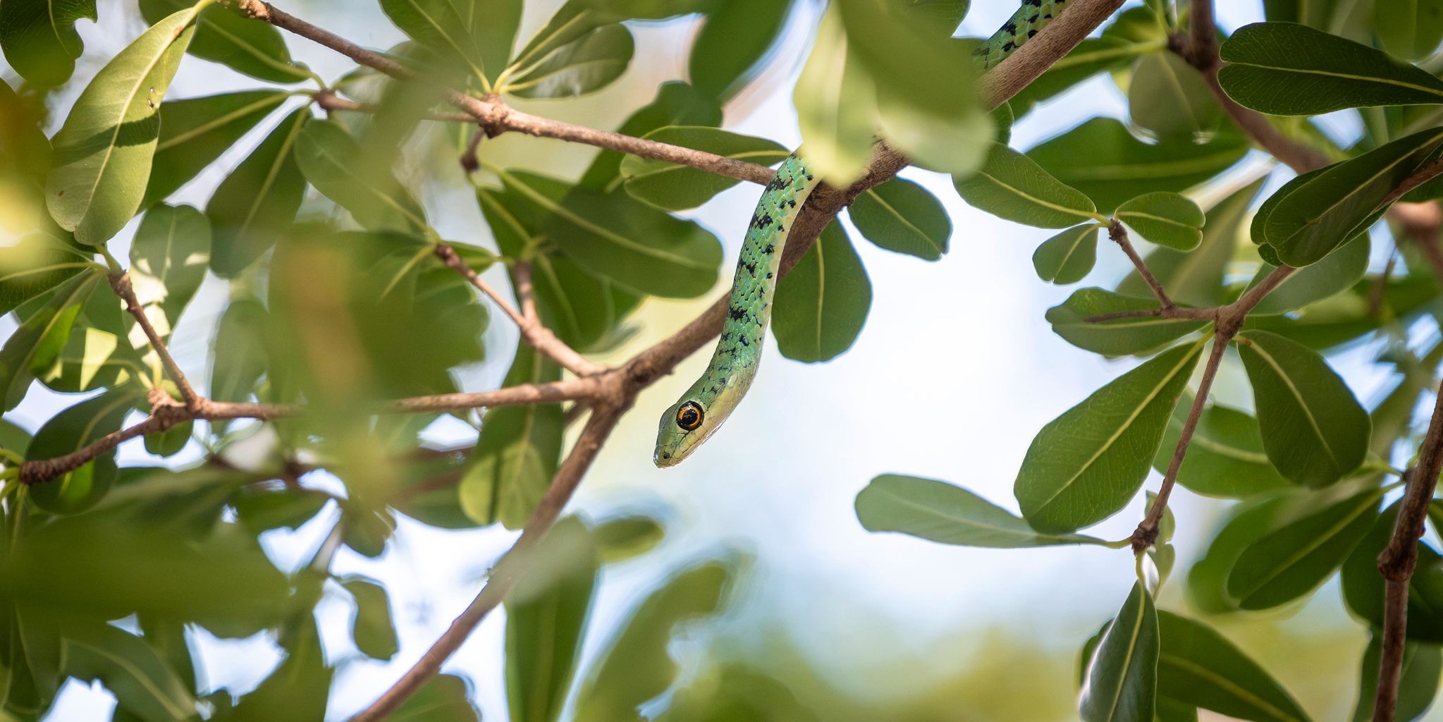 natucate-guide-courses-bw-south-africa-green-snake