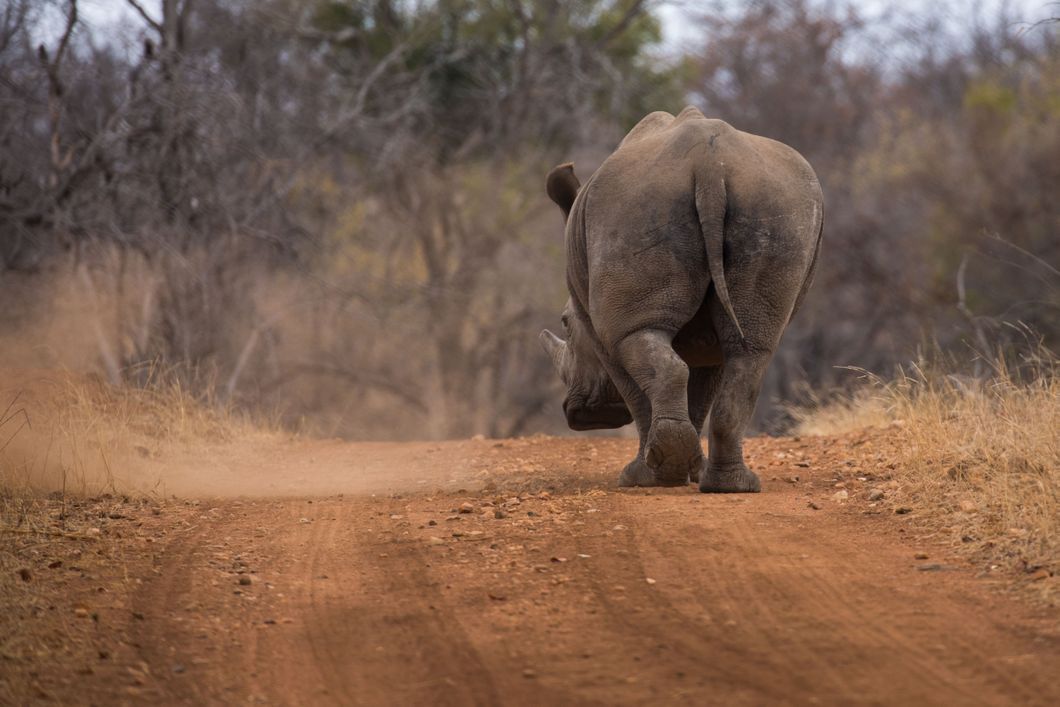 Ein Nashorn trabt ueber eine Strasse im afrikanischen Busch