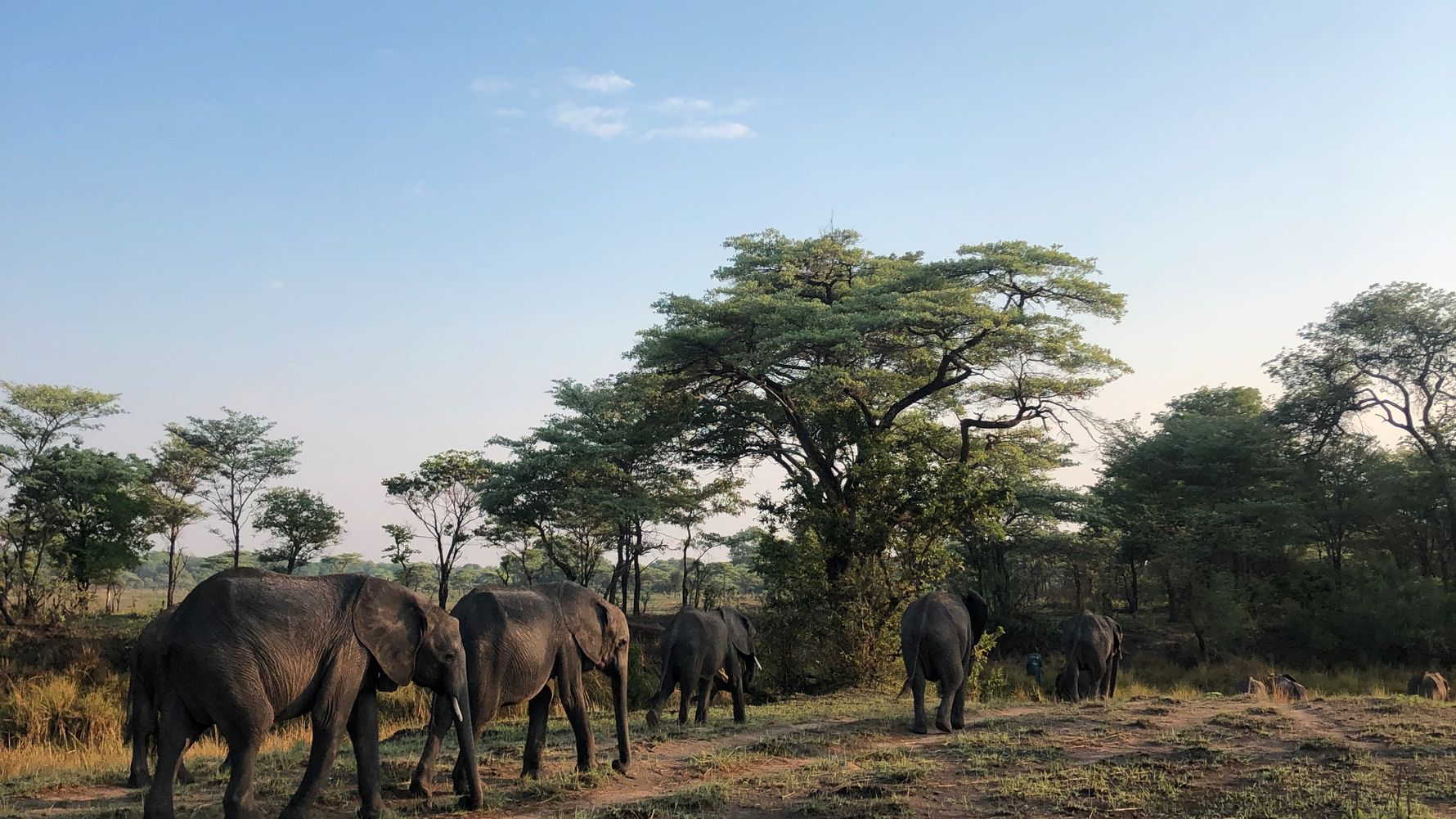 natucate-blog-review-sambia-klara-elephants