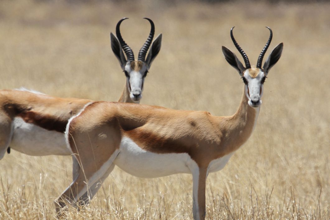 Zwei Springböcke mit geschwungenen Hörnern stehen seitlich zum Betrachter und schauen ihn an.
