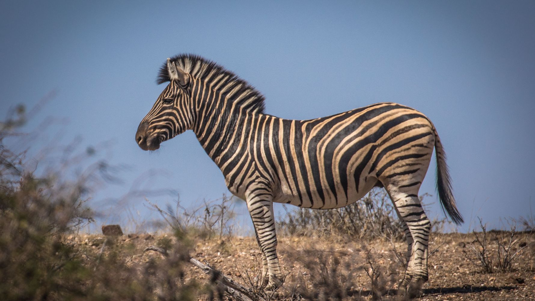 erfahrungsbericht-field-guide-kurs-ranger-wildlife-zebra-natucate