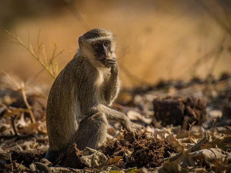 naturwissen-gruenmeerkatze-fell