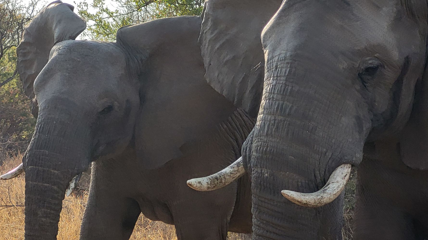 freiwilligenarbeit-siyafunda-julia-landschaft-elefanten