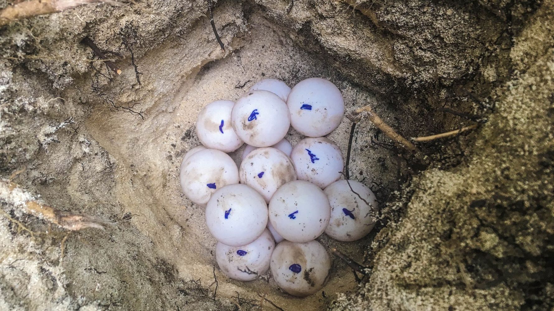 Volunteere graben Schildkroeteneier aus einem Nest aus