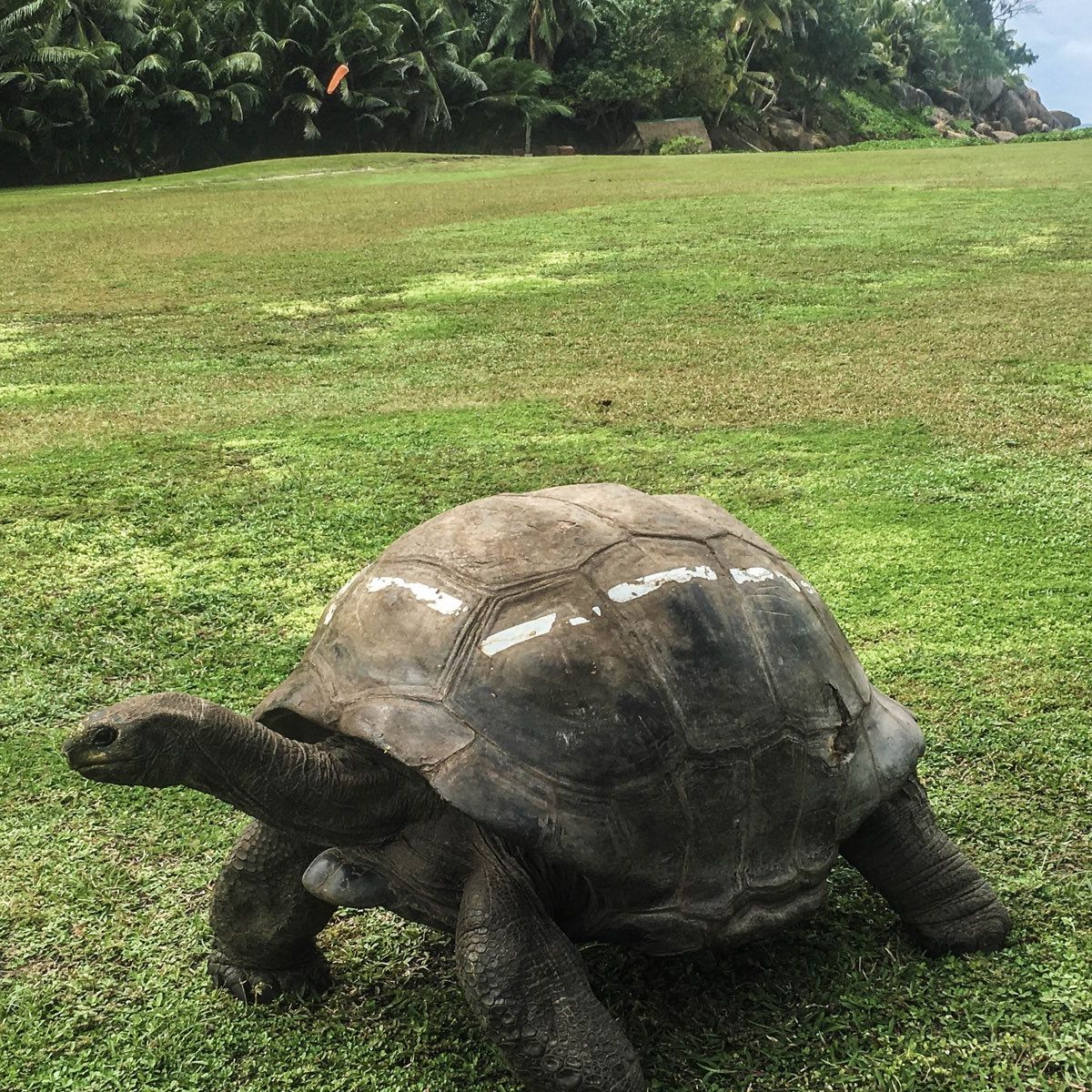 Freiwilligenarbeit auf den Seychellen umfasst das Pflegen und Aufziehen von Landschildkroeten